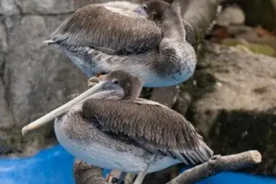 Escaped Pittsburgh pelicans procured after prolonged pursuit