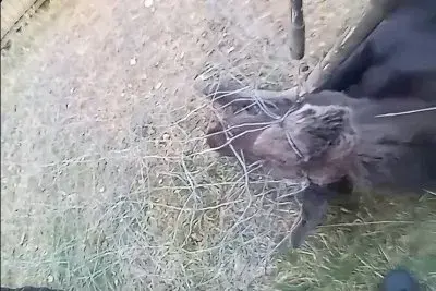 Entangled moose rescued from roll of wire fencing in Idaho