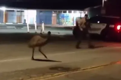 Authorities capture a second loose emu in California city