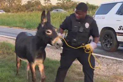 Two loose horses and a donkey wrangled next to Texas highway