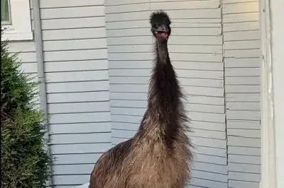 Escaped emu runs through traffic on California road