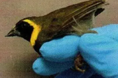 21 live birds found hidden in Cuban travelers' clothes at Miami airport