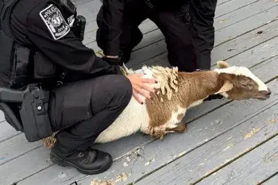 Mystery sheep leads Virginia police on 'food pursuit' through neighborhood