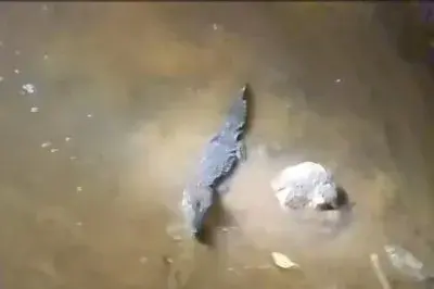Oklahoma caiman captured after months on the loose