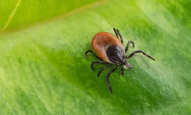 Florida man diagnosed with rare tick-borne 'rabbit fever' as insect-borne illnesses surge