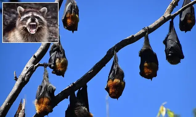 Millions warned of record rabies bat swarm invading Los Angeles as first infection confirmed