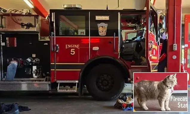 Fire house that banned pets changes its own rule after friendly stray cat called Bernice decided to move in