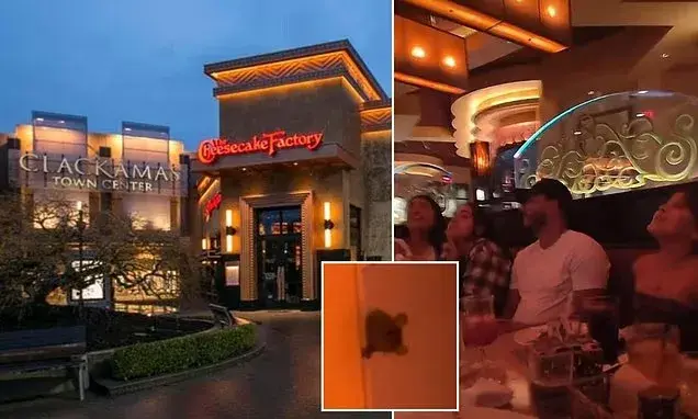 Family flees Cheesecake Factory birthday dinner after spotting rodent in ceiling
