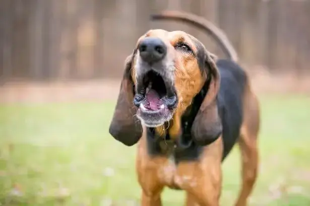 Most popular dog names of 2026 revealed as world famous pop star joins list