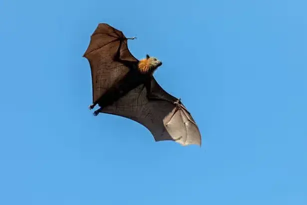 43 people bitten by bats in Australia in 2 weeks; health officials warn of lyssavirus risk