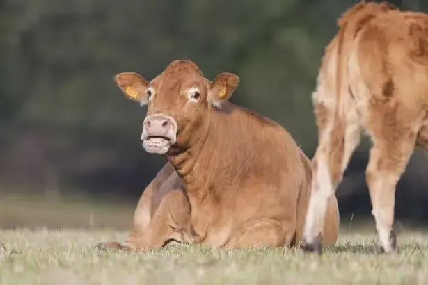 Terrifying new 'cattle virus' infects first human as health bosses monitor threat
