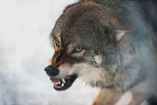 Hungry wolves invade Moscow region, attack pets as experts warn of threat to residents