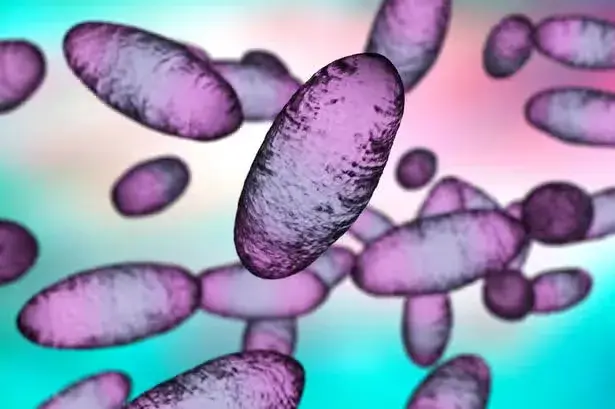 Scientists warn melting Siberian 'zombie virus' could trigger new pandemic