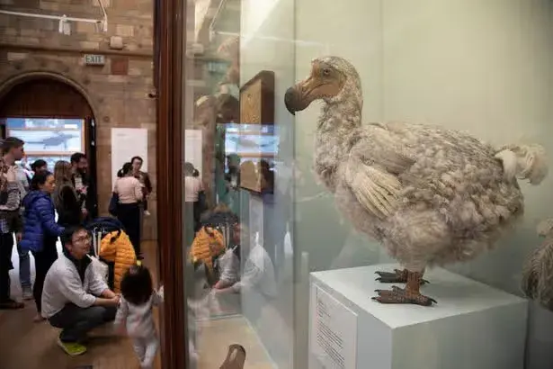 AI helps identify 2,300 genetic features to resurrect extinct dodo bird