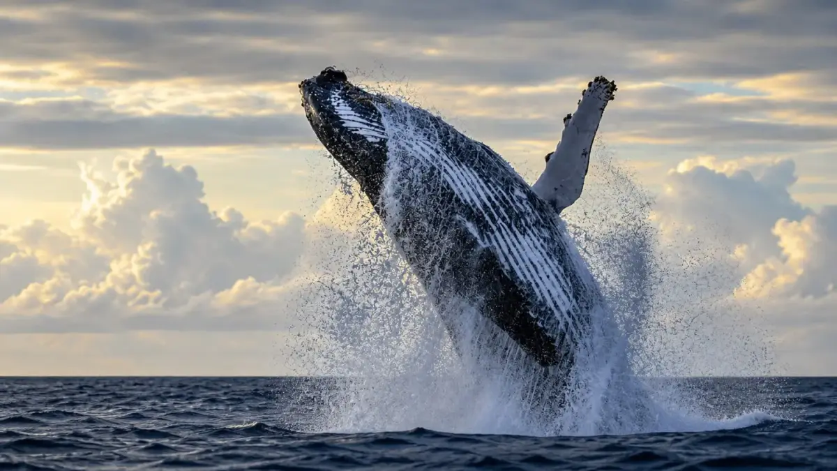 $100M underwater data center proposed off Maine in endangered whale habitat